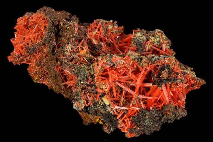 Bright Orange Crocoite Crystal Cluster - Tasmania #117612